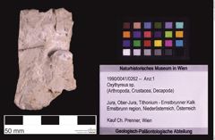 Foto (Objekt + Etiketten) von Oxythyreus sp. (NHMW-GEO-1990-0041-0262)